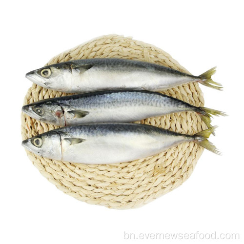 হিমায়িত ম্যাকেরেল খামারের মাছ